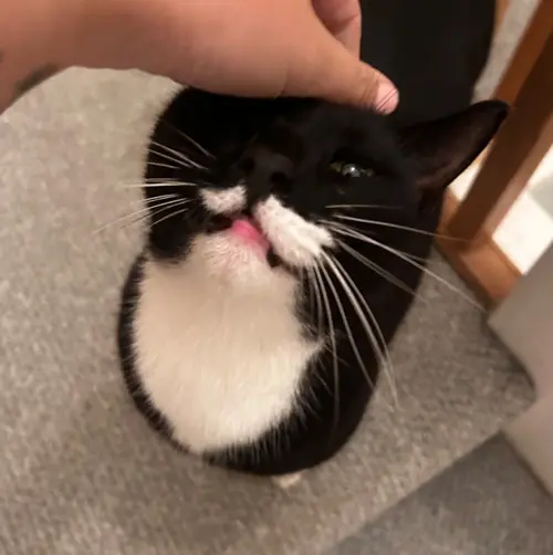 Pet Sitting Liverpool