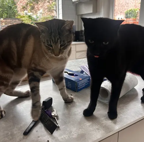Pet Sitting Liverpool