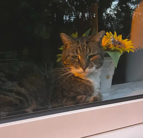 Pet Sitting Liverpool