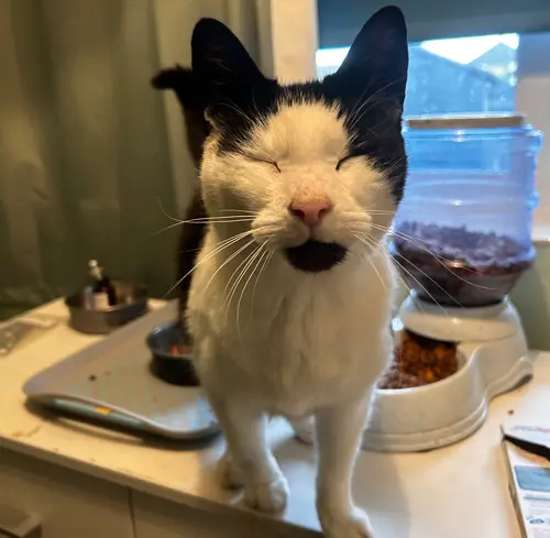 Pet Sitting Liverpool