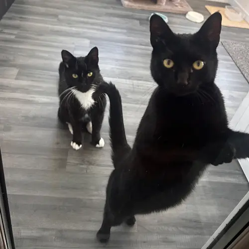Pet Sitting Liverpool