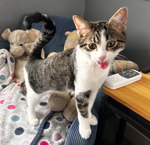 Pet Sitting Liverpool