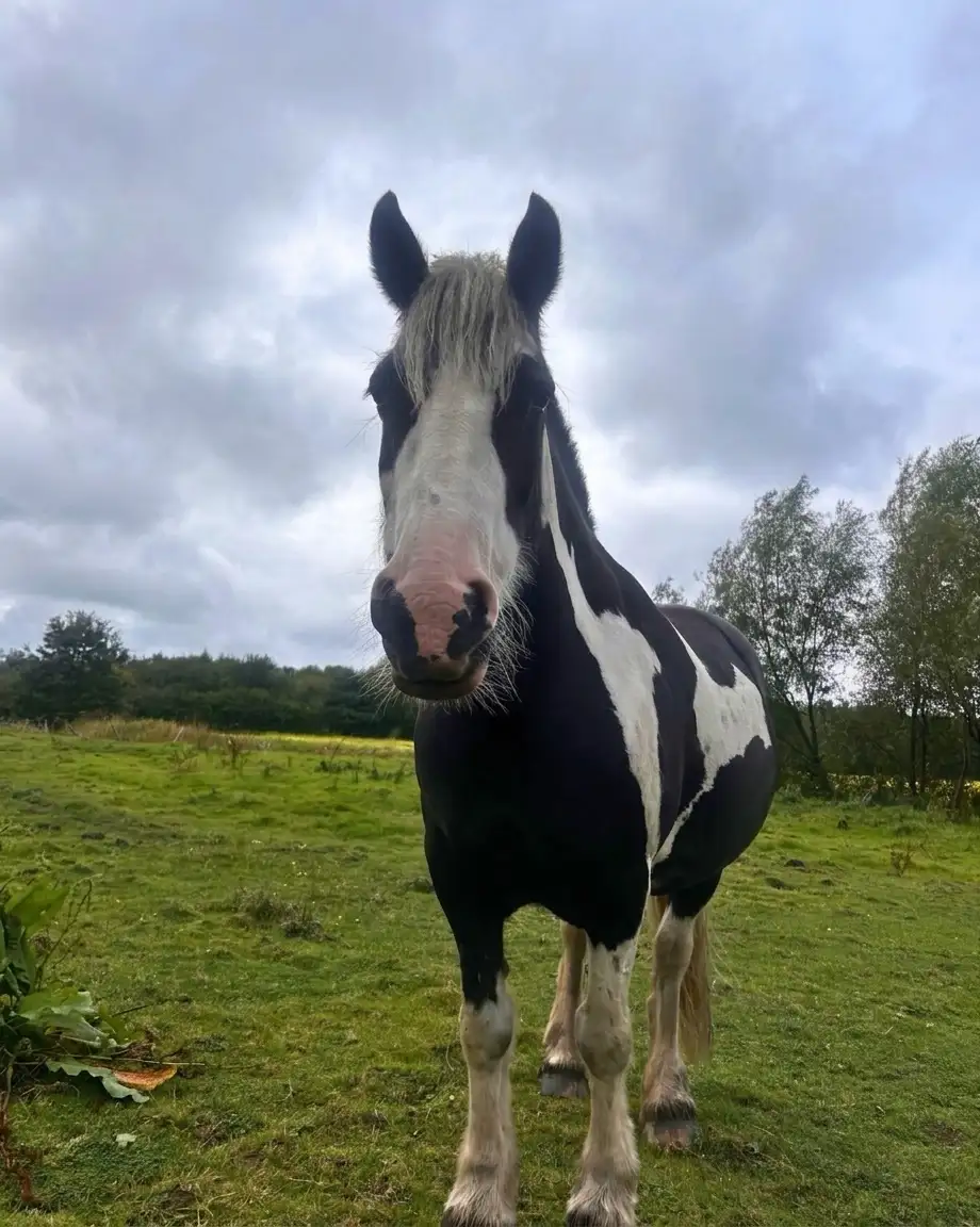 Connie the horse - Equine & Horse Care Liverpool