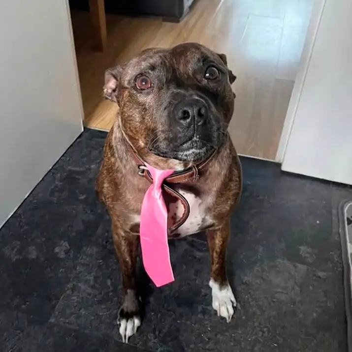 Kai the dog - Professional Dog Walking Liverpool