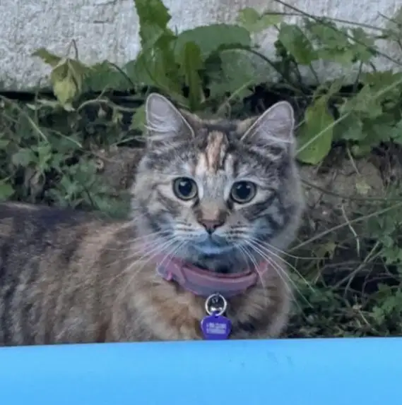 Luna the cat - Trusted Pet Sitting Liverpool