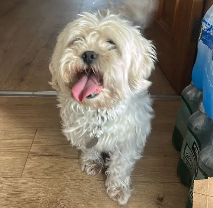 Pet Sitting Liverpool
