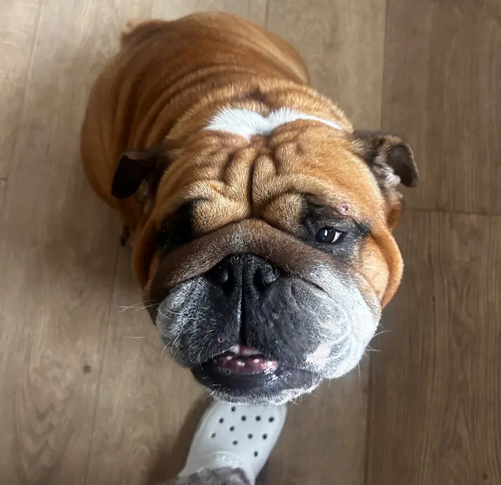 Pet Sitting Liverpool
