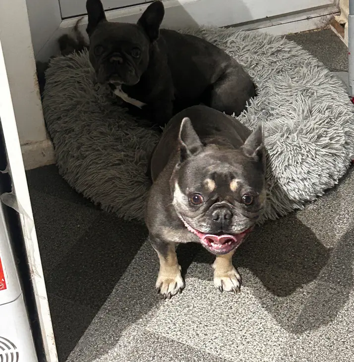 Pet Sitting Liverpool