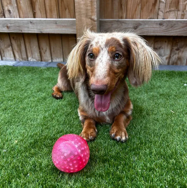 Pet Sitting Liverpool
