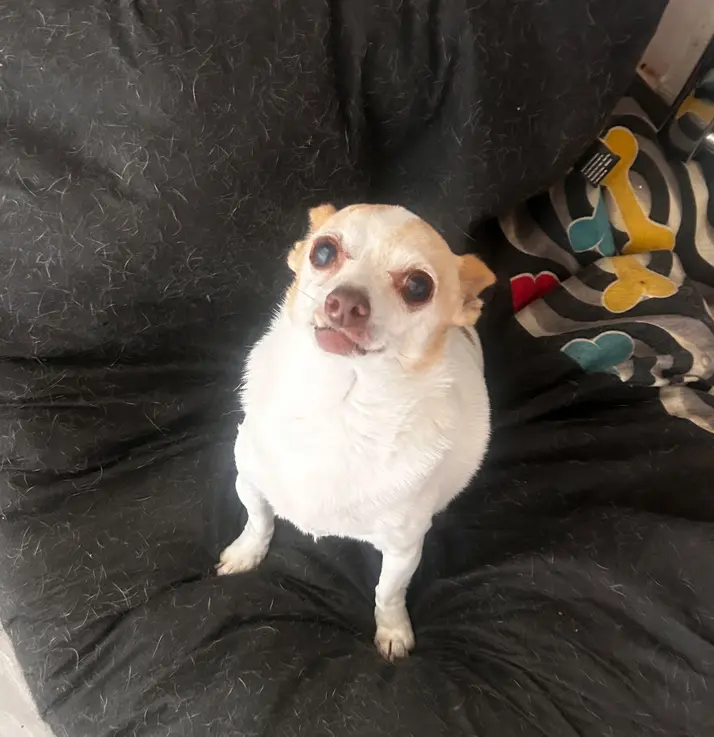 Pet Sitting Liverpool