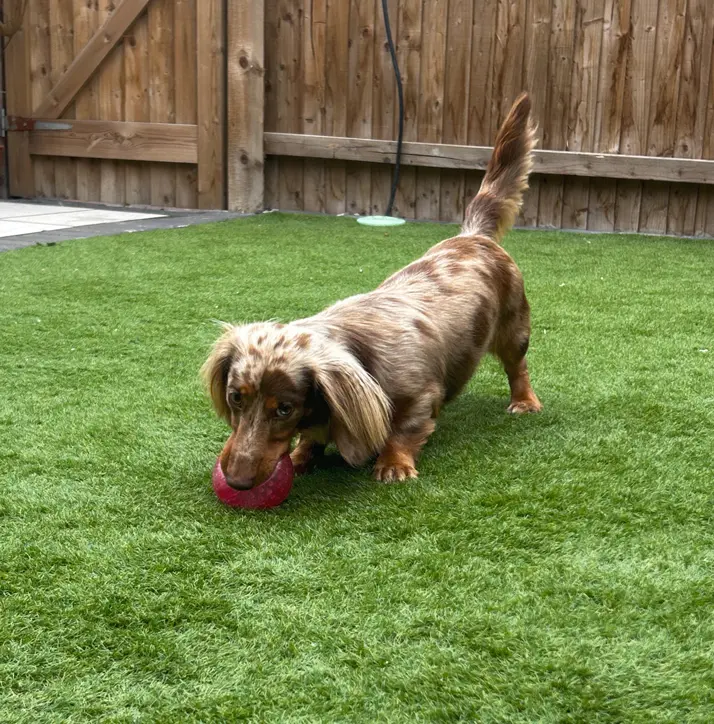 Pet Sitting Liverpool