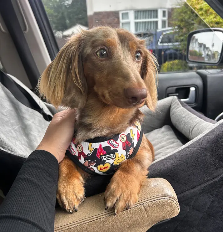 Pet Sitting Liverpool